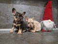френски булдог/ булдочета, снимка 4