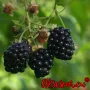 Висококачествени нови семена от хранителна Къпина без бодли Rubus rusticanus 50+ семена антиоксидант, снимка 18