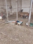 Продавам фазани ., снимка 8