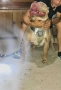 American bully XL, снимка 7