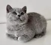 Британска късокосместа, снимка 4