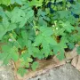 стайни цветя единични бройки , снимка 1