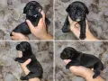Френски булдог момиченце, снимка 2
