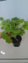 Pelargonium Millfield rose , снимка 3