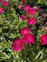 Делосперма/Delosperma cultivars sel® ‘LIDO MAGENTA’, снимка 1