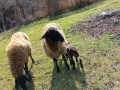 плевенски овце хубави , снимка 4