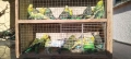 Продавам вълниси папагали, снимка 3