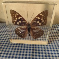 естествени  пеперуди , снимка 9 - Колекции - 39596146