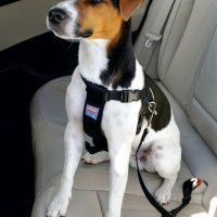 Предпазен колан за кучета за автомобил Zolux последни бройки, снимка 1 - За кучета - 27654987
