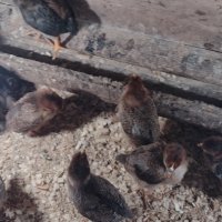 Катунски пилета три цвята, снимка 5 - Кокошки и пуйки - 39973488