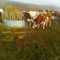 Кръгла пасищна хранилка за крави или коне PH-12S, снимка 4 - За селскостопански - 34653833