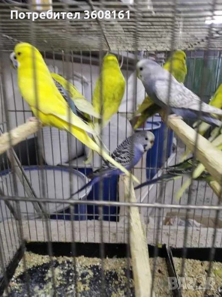 Вълнисти папагали, снимка 1