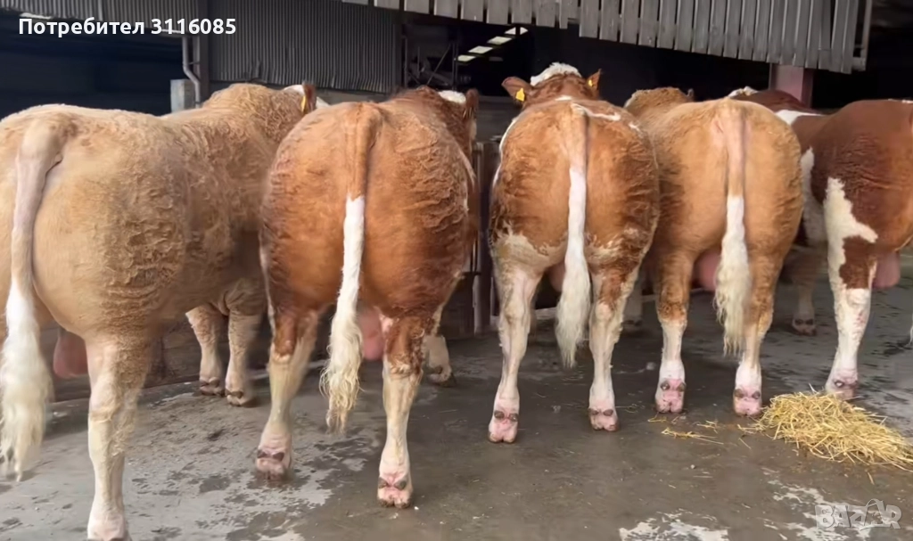 Записвам за Телешко месо 0877472975, снимка 1