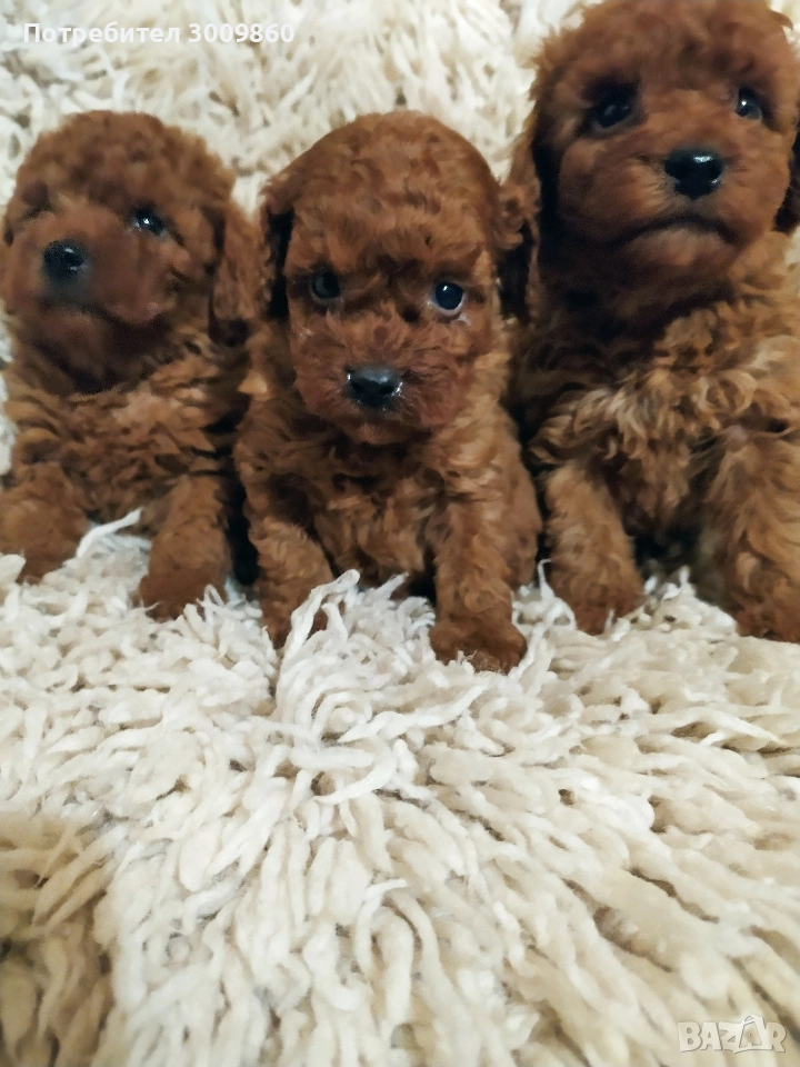 Той пудел , снимка 1