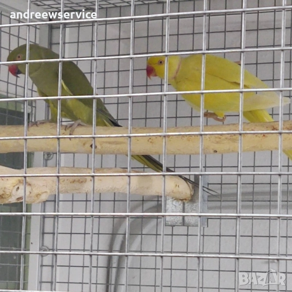 Малък Александър чифт, снимка 1