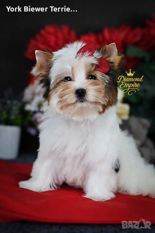 Йорк Териер! Игриво момиченце с родословие за семейство с деца! Доставка , снимка 1