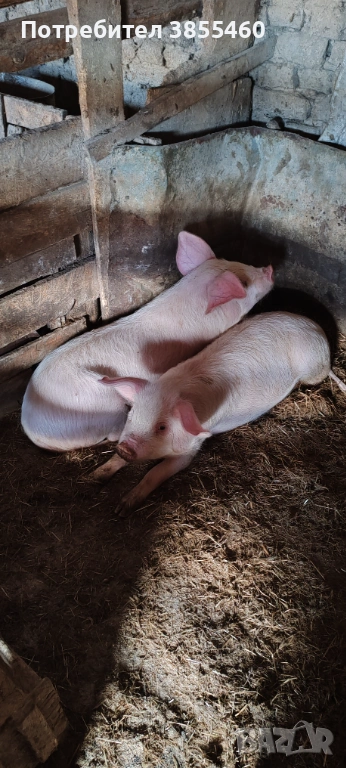 Малки прасета бяла българка, снимка 1