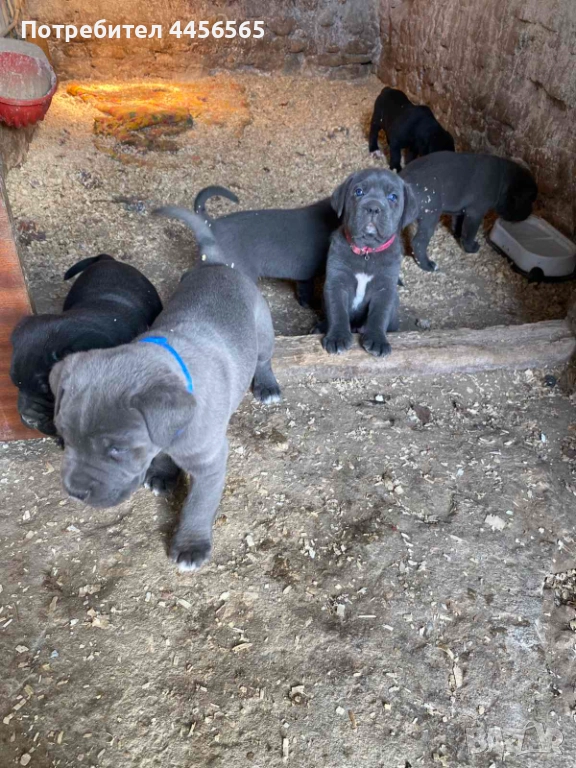 Кане Корсо , снимка 1