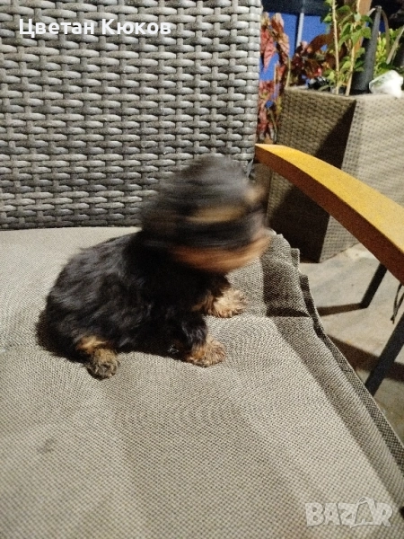 мини йоркширски териер , снимка 1