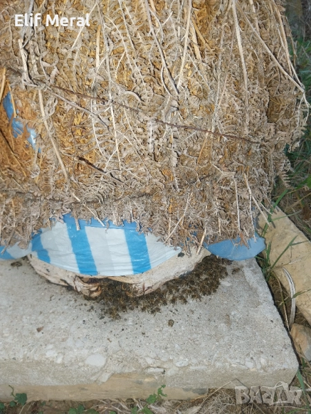 Пчели, снимка 1