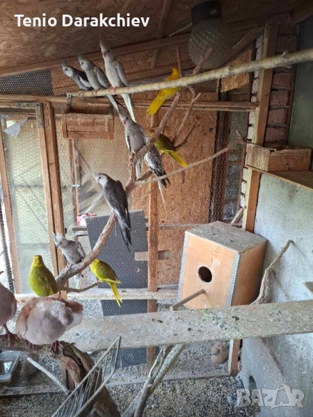 папагали , снимка 1