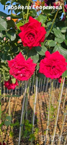 Щамбови рози на гол корен , снимка 1