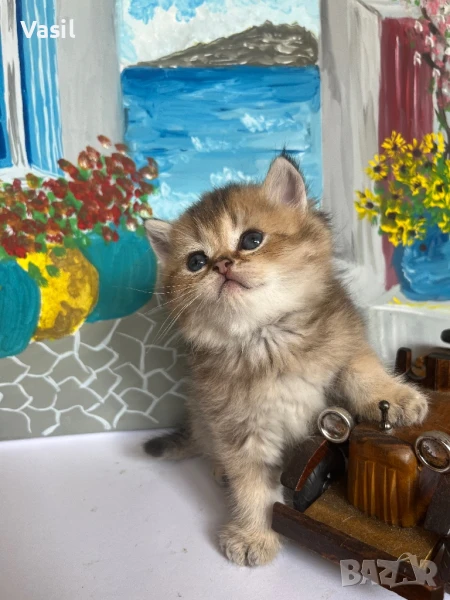 Британска късокосместа, снимка 1