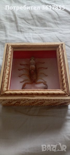 Препариран скорпион 🦂, снимка 1