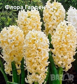 Луковици ЗЮМБЮЛИ, ЛАЛЕТА И ДРУГИ - 10 % отстъпка, снимка 1