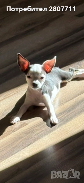 Чистокръвни чихуахуа , снимка 1