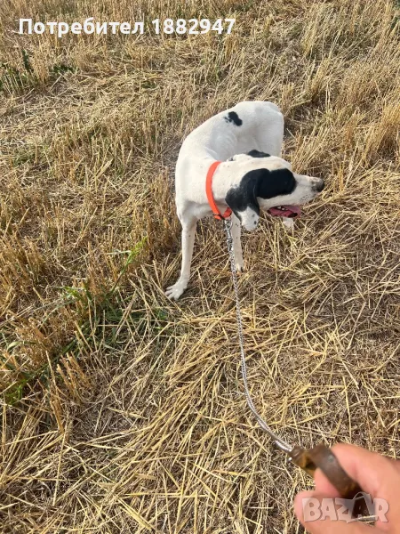 Английски пойнтер, снимка 1