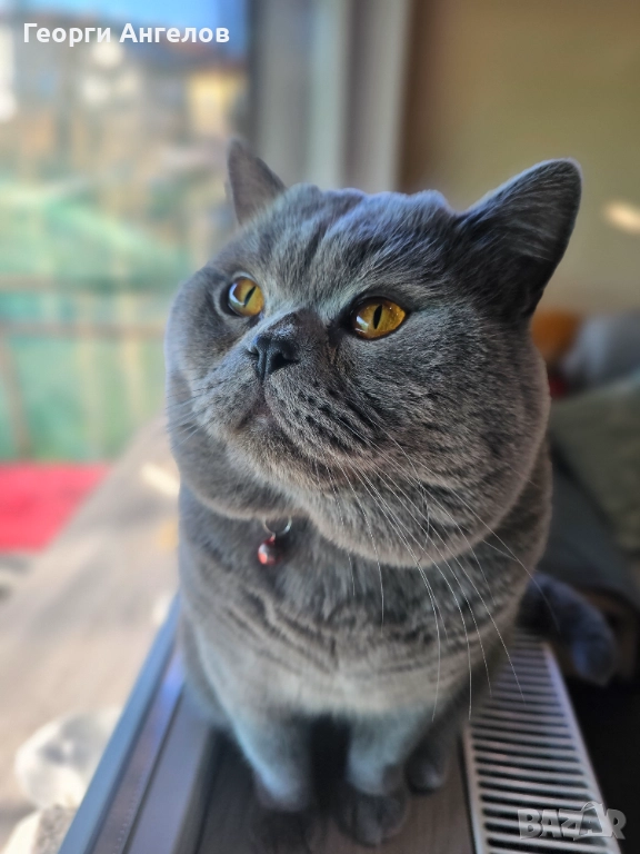 ЧИСТОКРЪВЕН МЪЖКИ БРИТАНЕЦ ЗА РАЗПЛОД, снимка 1