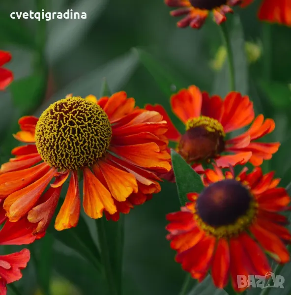 Helenium Red Shades (Хелениум), снимка 1