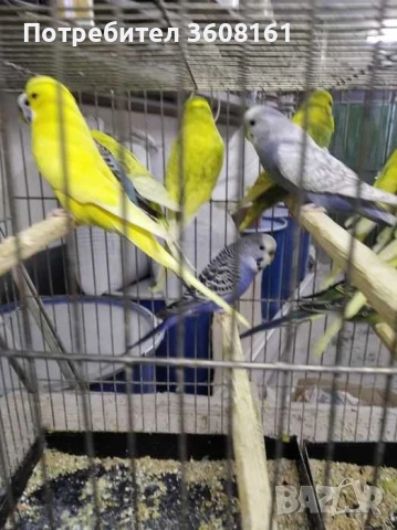 Вълнисти папагали