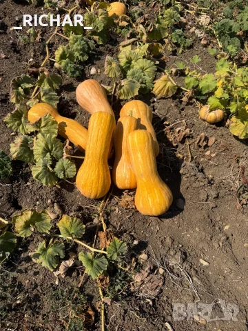 Продавам Тикви сорт Цигулка,Мускат