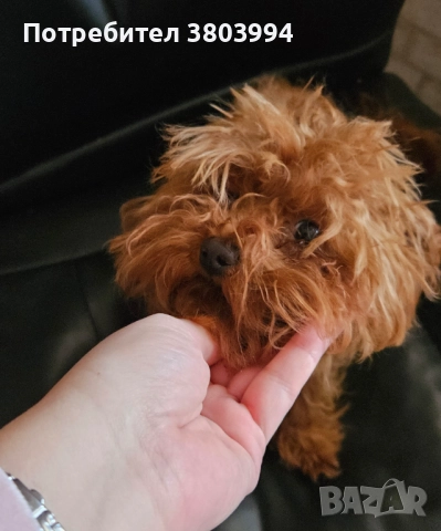 Червен тйи къп / той пудел момиченце на 7 месеца. , снимка 9 - Пудели - 52935122