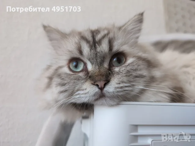 Мъжки котарак за Разплод