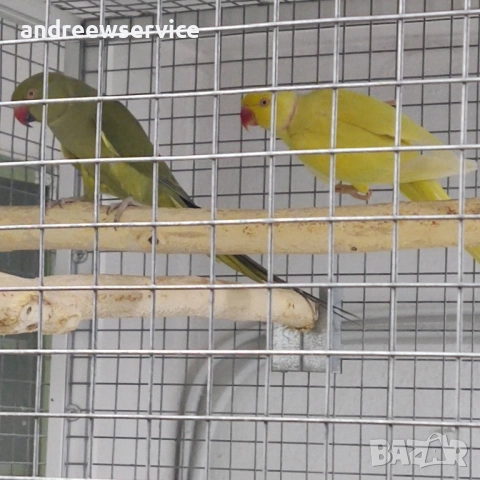 Малък Александър чифт