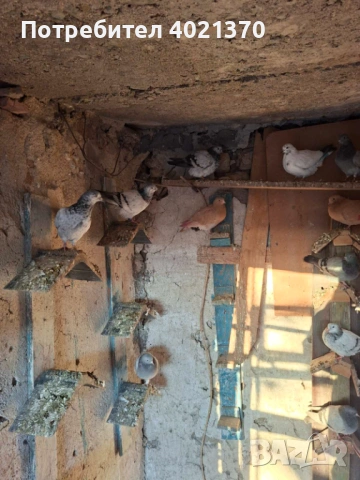 Типлери и мардини, снимка 4 - Гълъби - 53150062