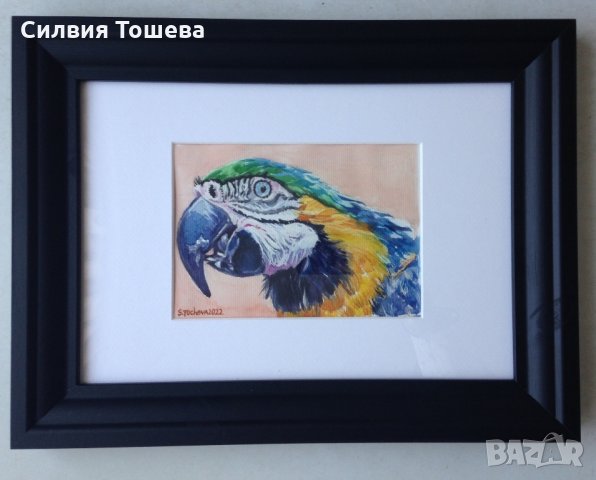 Любопитен папагал, снимка 1 - Картини - 35841929