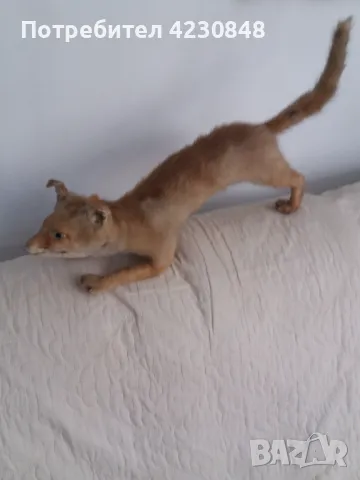 Животни, снимка 3 - Други животни - 47822847