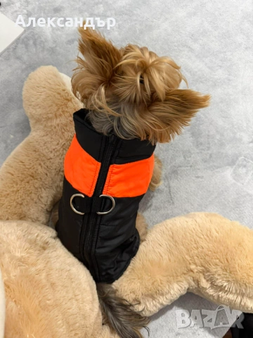 Якета за малки породи кучета, снимка 9 - За кучета - 53423515