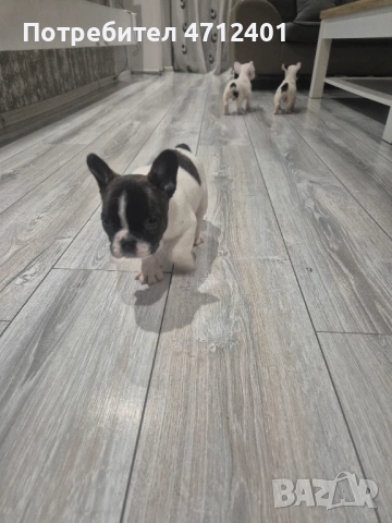 Френски булдог, снимка 3 - Френски булдог - 53140014