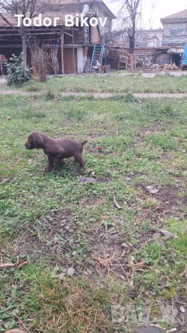 Свободни дратхаарчета , снимка 5 - Дратхаар - 53014939