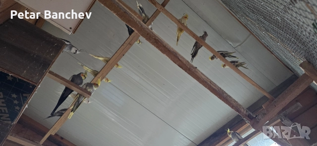 монаси александри розели , снимка 5 - Папагали - 52672580