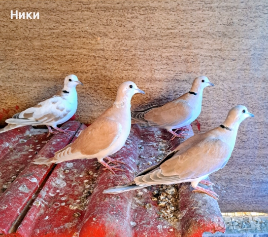 Две двойки скумрийки 30 лв. всички 