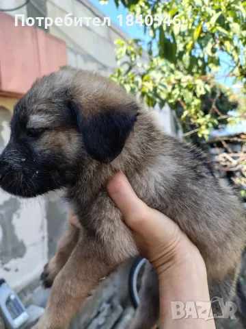 Малки кученца на 45 дена, снимка 2 - Други - 56067923