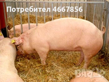 Продавам прасета от 100 до 140 кг Цена по договаряне С.Равнище общ Правец Обл Софийска
