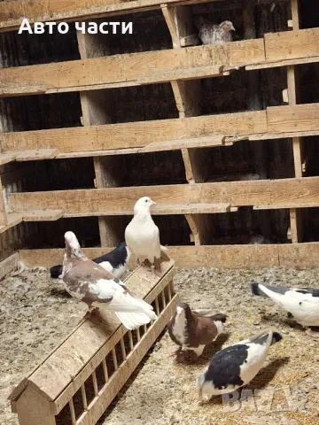 пазарджишки високолетачи гълаби те са стар ДЖИНС , снимка 17 - Гълъби - 48211259