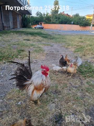Свободни петлета Серами, снимка 2 - Кокошки и пуйки - 52114410